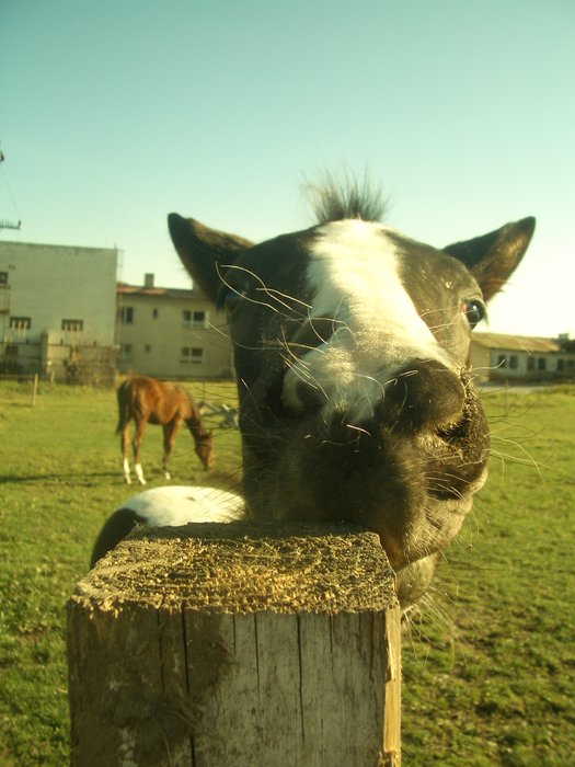 Luna Okuskava prekážku
